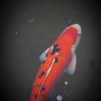 IMG_6310