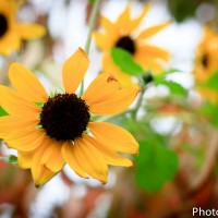 Lina+Joey_TeaCeremony-56